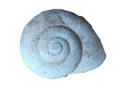 caracol blanco